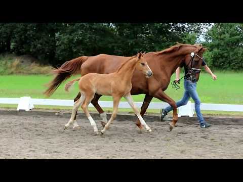 Nr. 32 Hengst von Royal Palace-Royal Hit-Freiherr