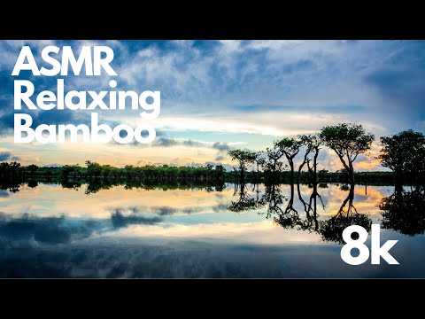 Incredible Jungle Sounds 8K - Exotic Birds Singing in Tropical Rainforest 8 HOURS