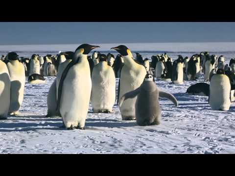March of the Penguins: Emperor Penguins to the Funeral March of a Marionette
