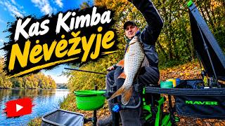 Kas Kimba Nevėžyje