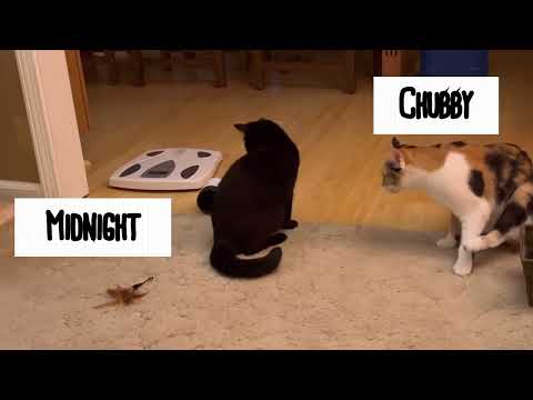 Midnight grooming his sister Chubby