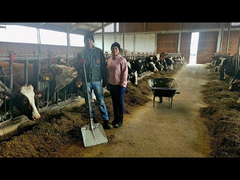 Farma mliječnih krava.