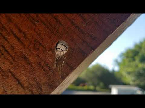 Carpenter Bees Make Galleries in the Rafters of a Home in Brielle, NJ