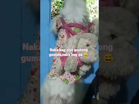 #everyone #doglover #cute