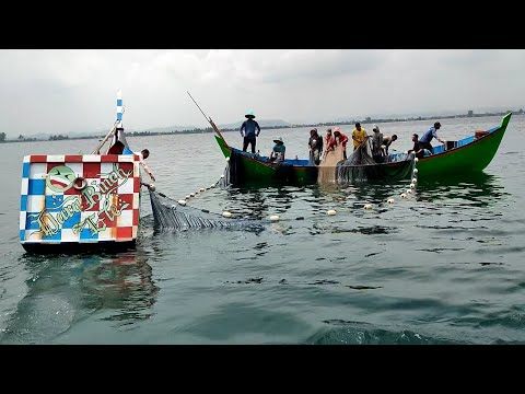 Awesome Longline Net Catching on The Sea - Fastest Net Fishing Catch Hundreds Fish