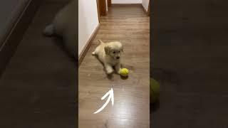 😱😱OLHA ESSE CACHORRINHO