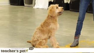 Prevent Your Dog From Food Guarding | Teacher's Pet With Victoria Stilwell