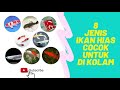 Ikan Hias Yang Kuat Di Kolam Keruh