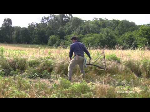 Harvesting wheat the old fashioned way