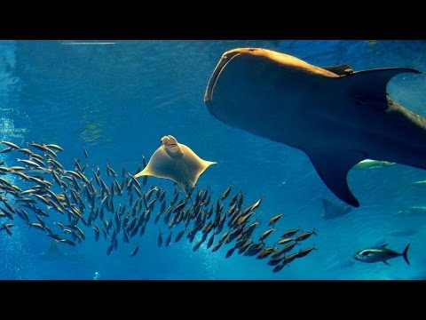 Sons subaquáticos com imagens do 3º maior aquário do mundo