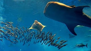 Sons subaquáticos com imagens do 3º maior aquário do mundo