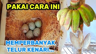 Download lagu PAKAI PAKAN INI AGAR TELUR KENARI JADI BANYAK mp3 Download lagu PAKAI PAKAN INI AGAR TELUR KENARI JADI BANYAK mp3