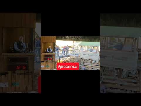 Terneros Extra de Rupanco en Ferias Araucanía - Freites 25/3/26 #aprocarne
