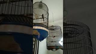 Download lagu gelatik batu gacor mp3