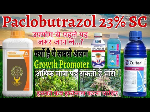 Paclobutrazol 23% SC || Syngenta Cultar || Adama Niria || Salam 25 || अधिक फूल और फल के लिए क्या करे