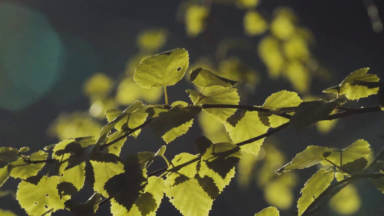 Miniaturka wideo YouTube