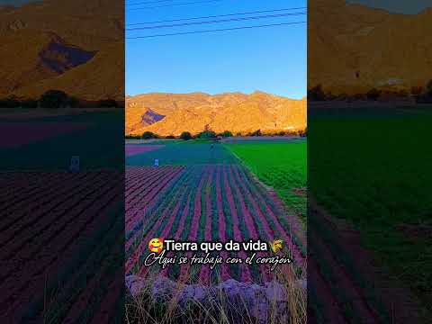 Tierra que da vida: Así se trabaja en el campo🥰🥕