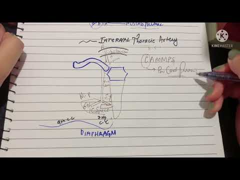 Internal Thoracic Artery | Origin & Course | Musculophrenic Artery | Superior Epigastric Artery