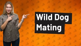 Do wild dogs get stuck when mating?