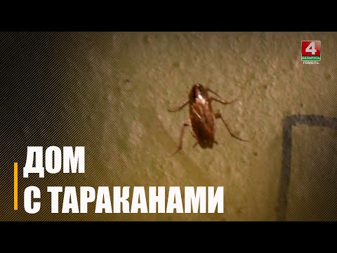 Тараканы, клопы, вонь, а на балконе – ведро с фекалиями. Жители одного из домов Гомеля бьют тревогу из-за маргинальной соседки видео