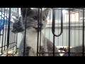 Grey Kittens Meowing