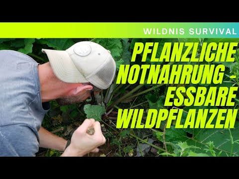 Wildnis Survival #5: Pflanzliche Notnahrung - essbare Wildpflanzen