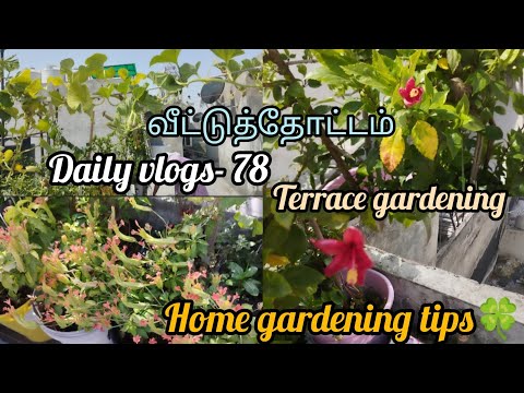 Daily vlogs- 78 |  வீட்டுத்தோட்டம் | Home gardening tips🍀| Terrace gardening | Sivagami gardening