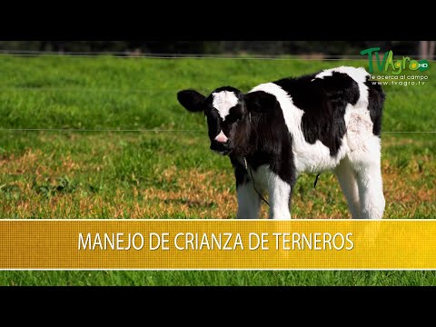 , title : 'Manejo de Crianza de Terneros- TvAgro por Juan Gonzalo Angel Restrepo'