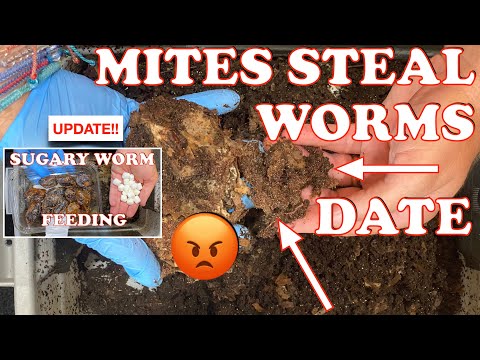Mites Swarm Sugary Worm Feeding & What I'm Doing To Stop Them + Time Lapse | Vermicompost Worm Farm