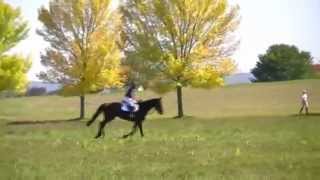 preview picture of video 'Susan Ballek riding North Lake Way, Town Hill Farm Jumper Derby 9.27.14'