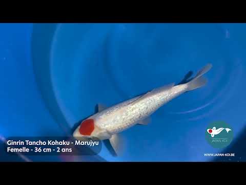 Ginrin Tancho Kohaku - Marujyu Auction