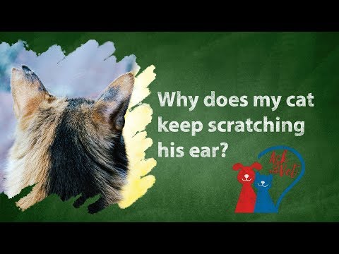 Ask the Vet: Why does my cat keep scratching his ear?