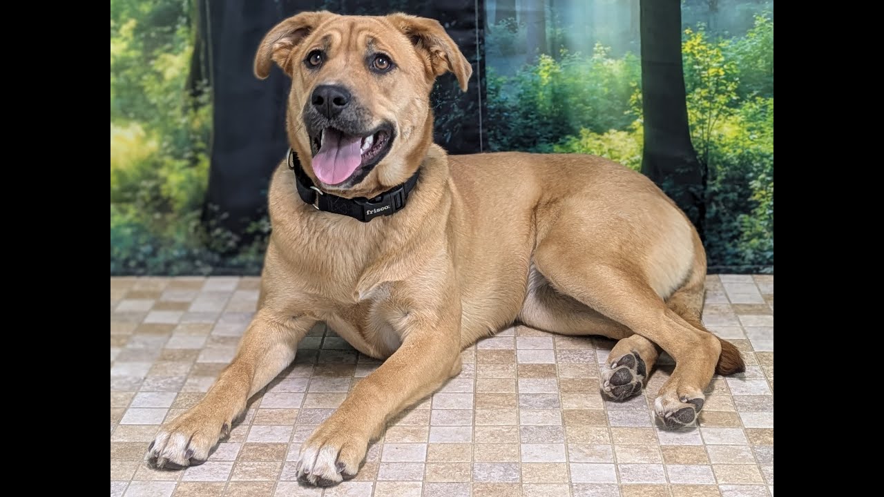 Enlarge Harper, a Adoptable mixed breed in North Bend, WA video 6/6