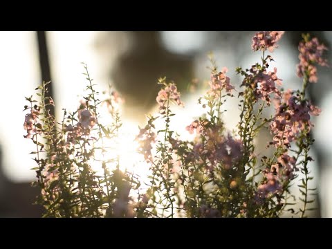 027 SDA Hymn - Rejoice Ye Pure In Heart (Singing w/ Lyrics)