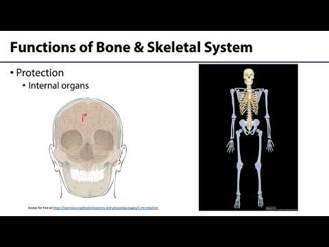 MSK Skeletal System Basics - Functions of Skeletal System