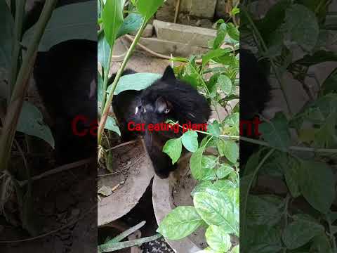 Do the cats eat plants? Yes