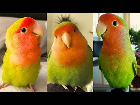 FUNNY AND CUTE PARROTS - TRY NOT TO LAUGH!! ❤️🦜