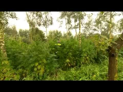 TVEllef: Hennepbos in Reuver