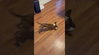 Video preview image #1 Boxer Puppy For Sale in Burnsville, MN, USA