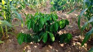 Mô hình ngô sen cà phê cực đẹp