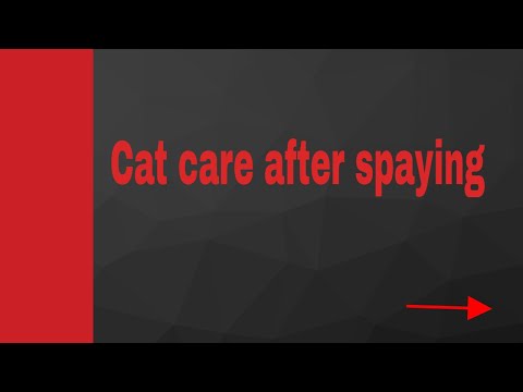 Cat care after spaying
