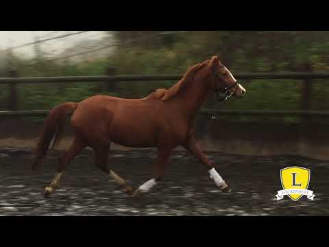 2015 Stute Enzo Ferrari - Fidermark