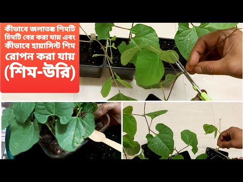 How to pinch out hyacinth bean | How to transplant hyacinth bean plant - Shim-Uri | Shokher Bagan UK