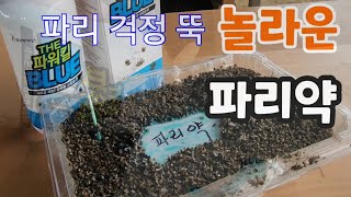 놀라운 효과! 파리 아무리 많아도 하루면 싸그리 잡혀요