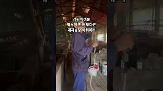 베트남 하노이 인근 또다른 돼지농장 성원미생물 악취제거 #성원미생물 #악취제거