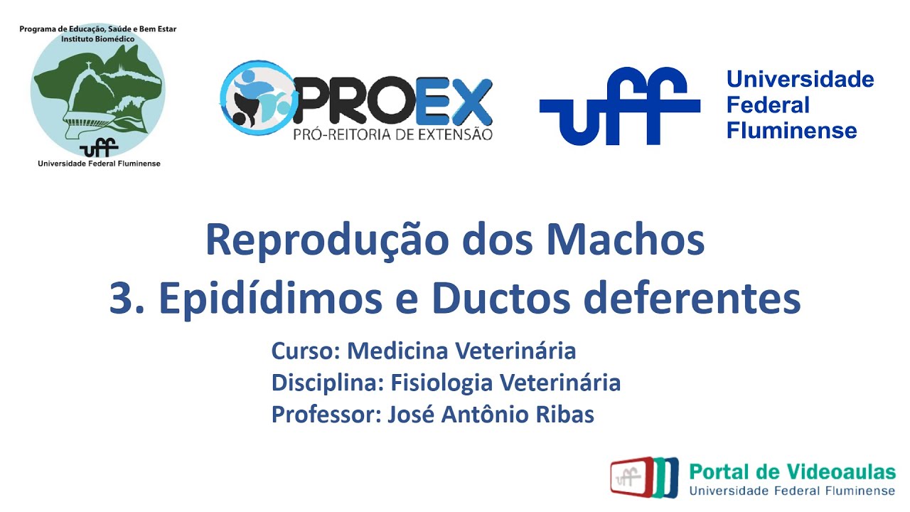 Reprodução  Machos - 3. Epidídimos e ductos deferentes