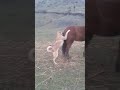 Dog Sex Horse Shorts