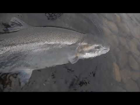 Fall steelhead fishing on the Salmon River Pulaski New York in the Douglaston Salmon Run