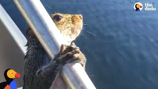Download lagu Guy Helps Squirrel Trying To Swim In Lake | The Dodo mp3