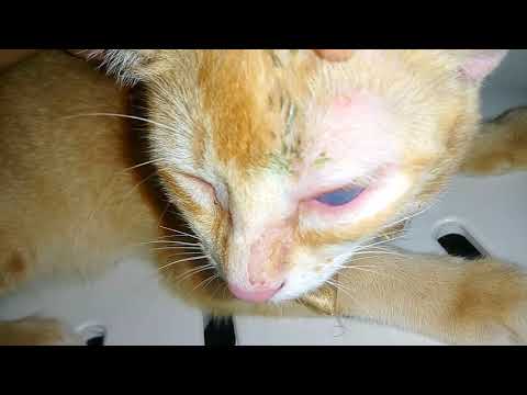 Feline Herpes Virus l Eye Infection